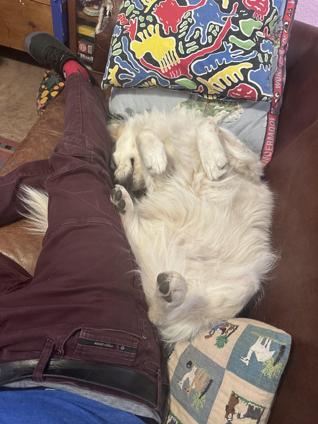 Ris Curre FRED-DENM wwww о NOM S DERMOO