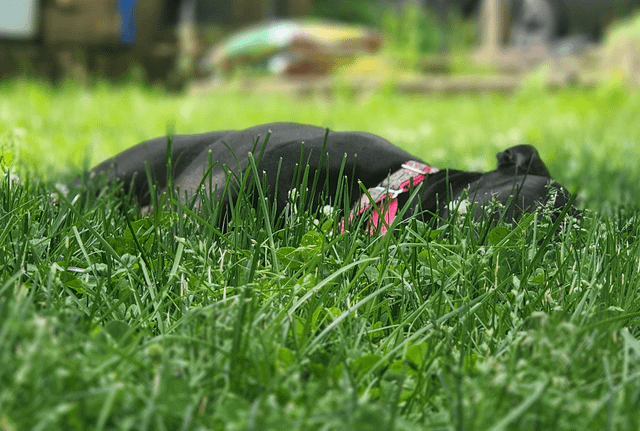 Cheezburger Image 10611451648