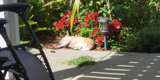 Cheezburger Image 10611451904