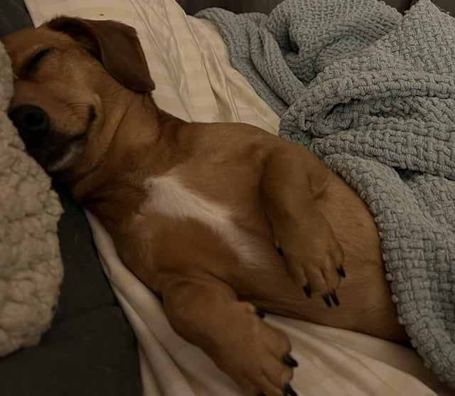 Cheezburger Image 10611452160