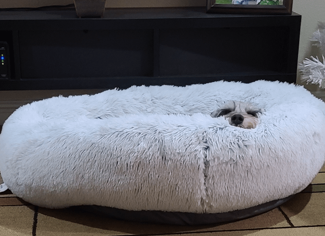 Cheezburger Image 10611453184