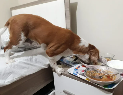 Cheezburger Image 10611454464