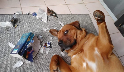 Cheezburger Image 10611454720