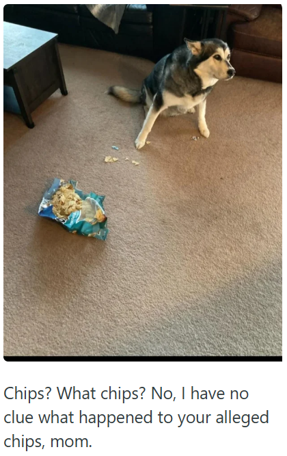 Chips? What chips? No, I have no clue what happened to your alleged chips, mom.