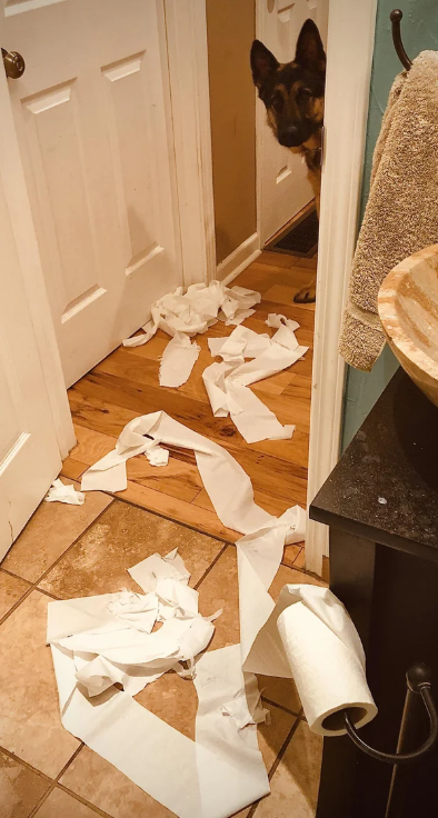 Cheezburger Image 10611456000