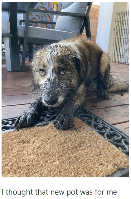 I thought that new pot was for me