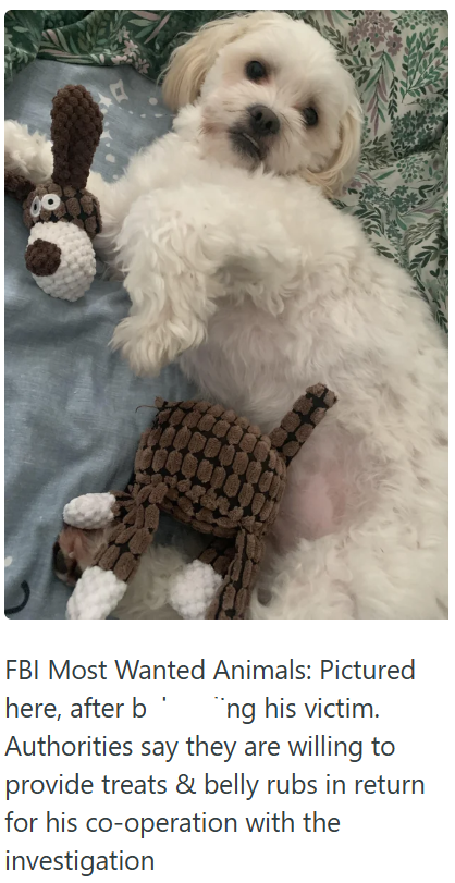 FBI Most Wanted Animals: Pictured here, after b¨ng his victim. Authorities say they are willing to provide treats & belly rubs in return for his co-operation with the investigation