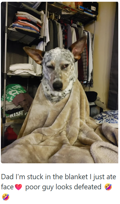 KISH Dad I'm stuck in the blanket I just ate face poor guy looks defeated
