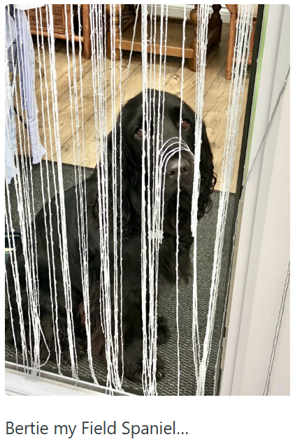 Bertie my Field Spaniel...