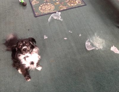 Cheezburger Image 10611457536