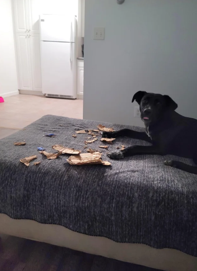 Cheezburger Image 10611457792