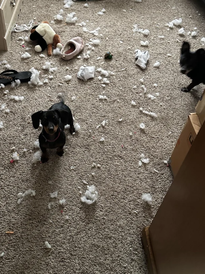 Cheezburger Image 10611458048