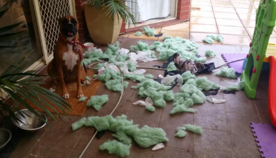 Cheezburger Image 10611458560