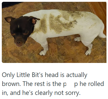 Only Little Bit's head is actually brown. The rest is the p p he rolled in, and he's clearly not sorry.