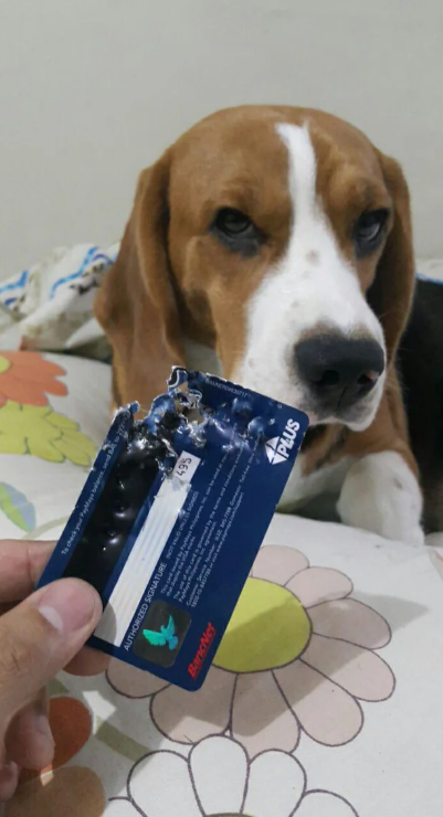 To check your PayMays balance, send 495 AUTHORIZED SIGNATURE NOT UNLESSONED BancNet PLUS