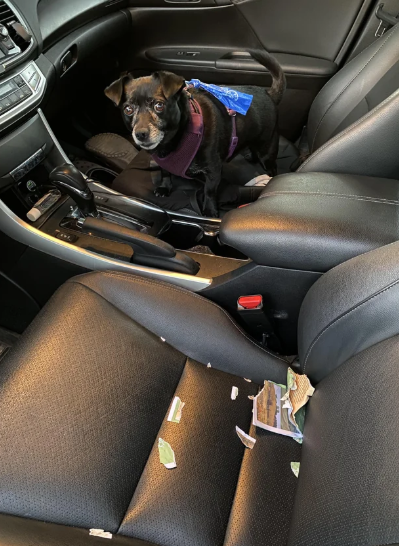 Cheezburger Image 10611459584