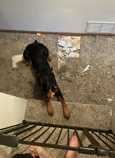 Cheezburger Image 10611460096