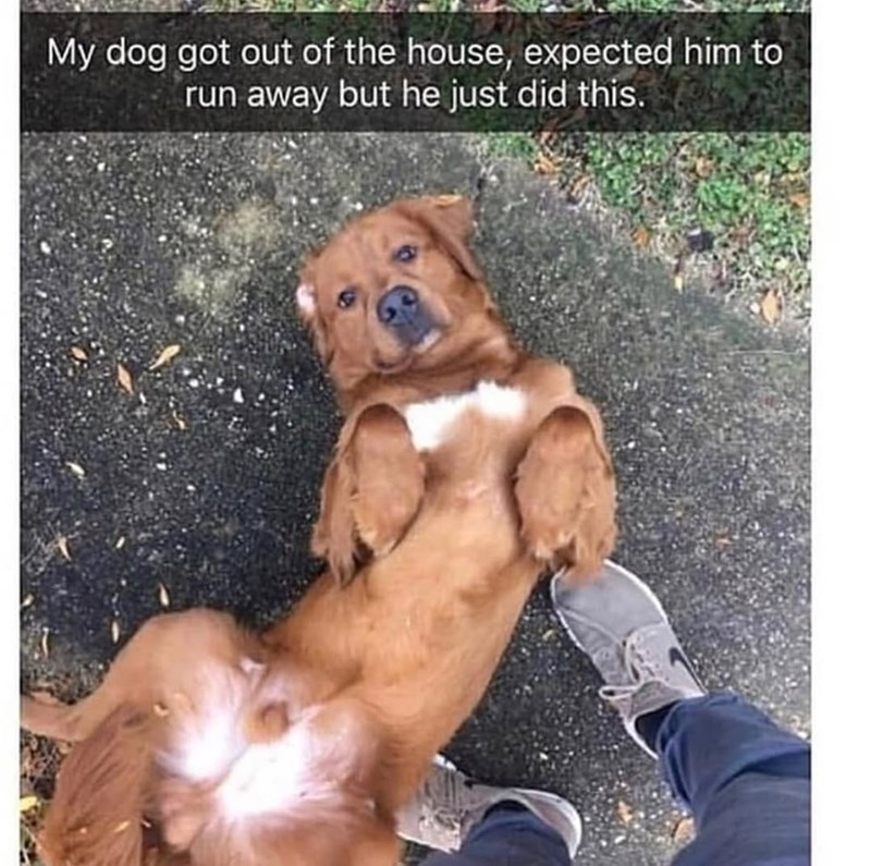 My dog got out of the house, expected him to run away but he just did this.