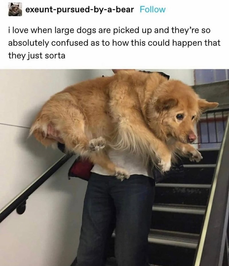 exeunt-pursued-by-a-bear Follow i love when large dogs are picked up and they're so absolutely confused as to how this could happen that they just sorta