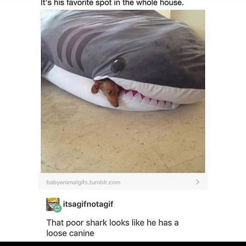 It's his favorite spot in the whole house. babyanimalgifs.tumblr.com itsagifnotagif That poor shark looks like he has a loose canine