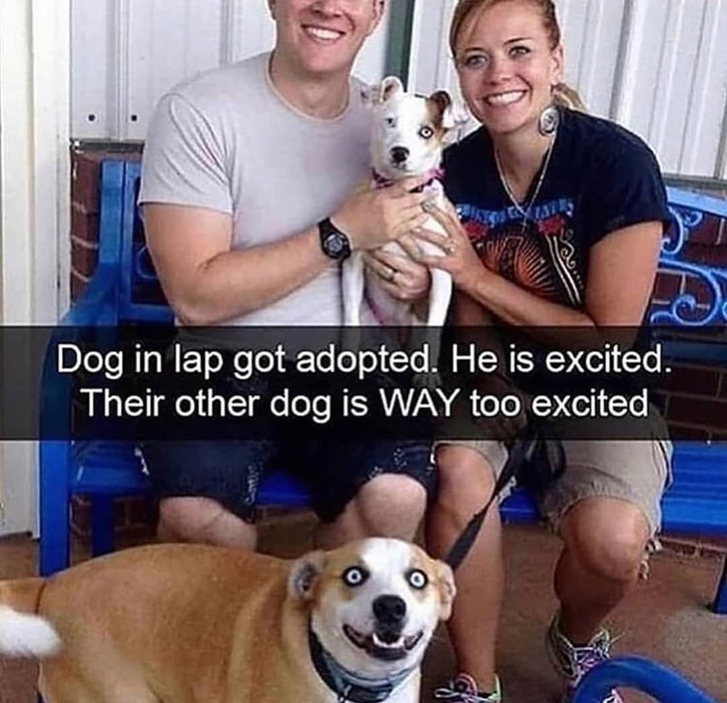 Dog in lap got adopted. He is excited. Their other dog is WAY too excited