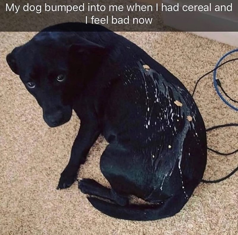 My dog bumped into me when I had cereal and I feel bad now