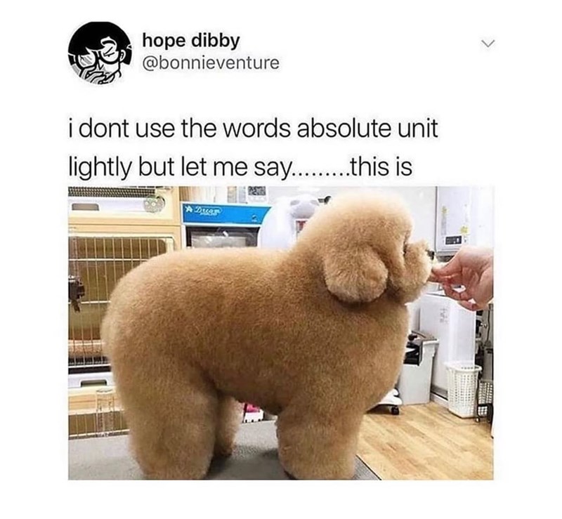hope dibby @bonnieventure i dont use the words absolute unit lightly but let me say.........this is Dues