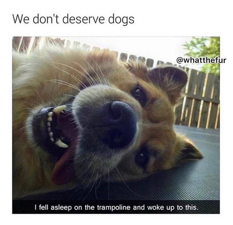 We don't deserve dogs @whatthefur I fell asleep on the trampoline and woke up to this.