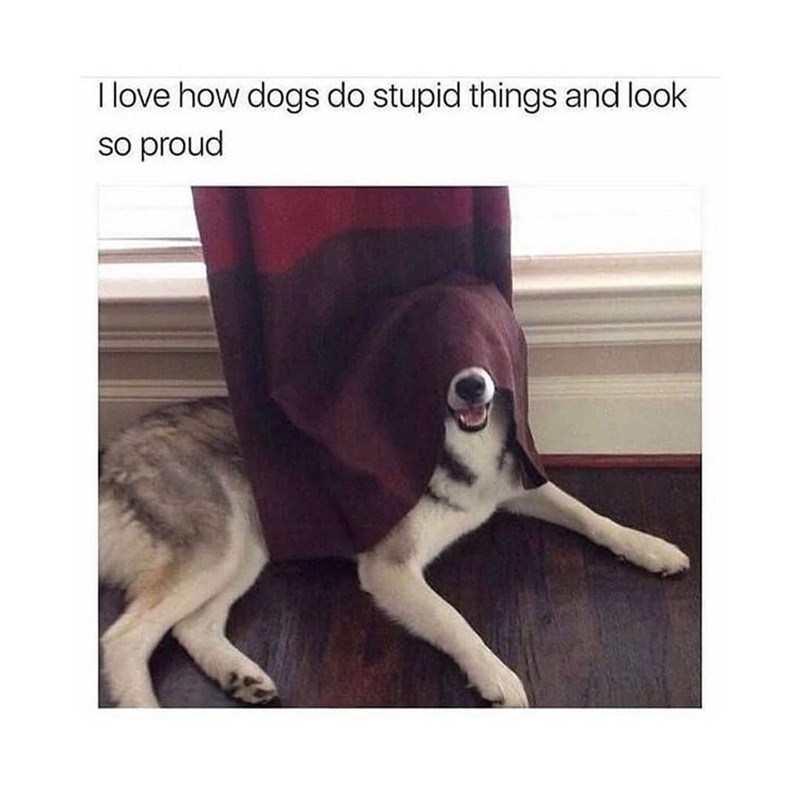 I love how dogs do stupid things and look so proud