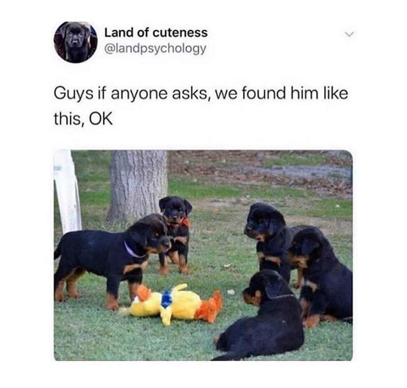 Land of cuteness @landpsychology Guys if anyone asks, we found him like this, OK