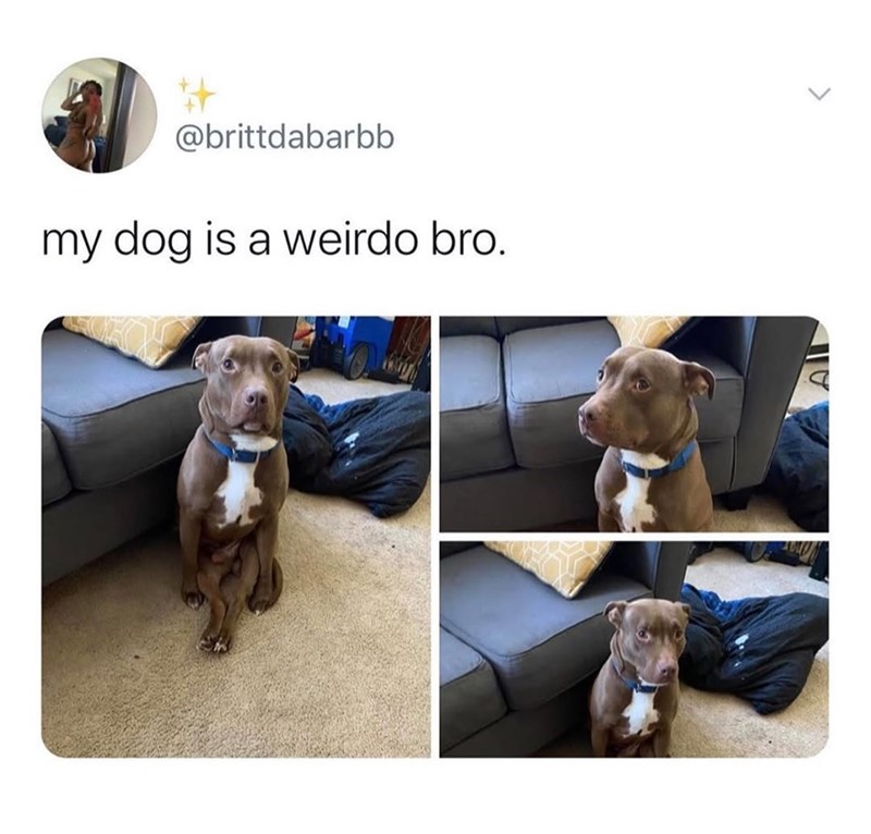 @brittdabarbb my dog is a weirdo bro. >