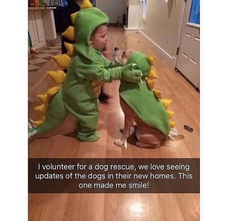 I volunteer for a dog rescue, we love seeing updates of the dogs in their new homes. This one made me smile!