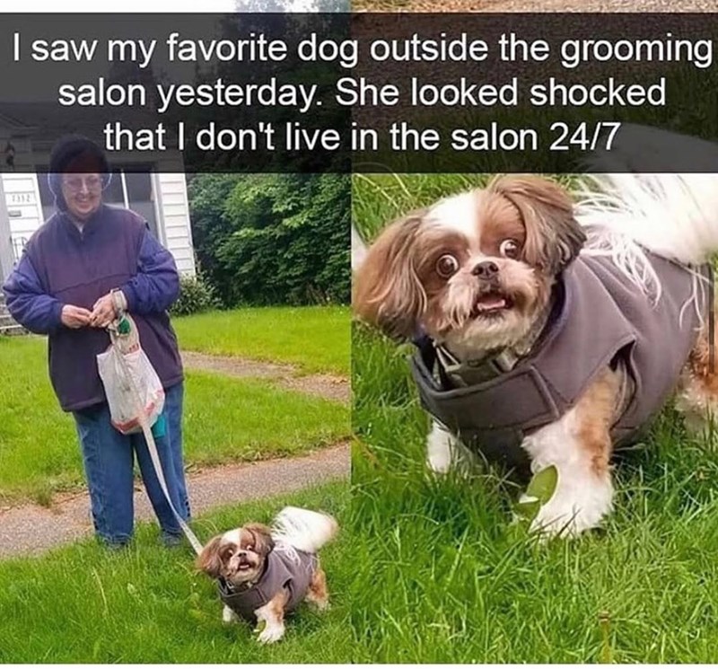 I saw my favorite dog outside the grooming salon yesterday. She looked shocked that I don't live in the salon 24/7 1312
