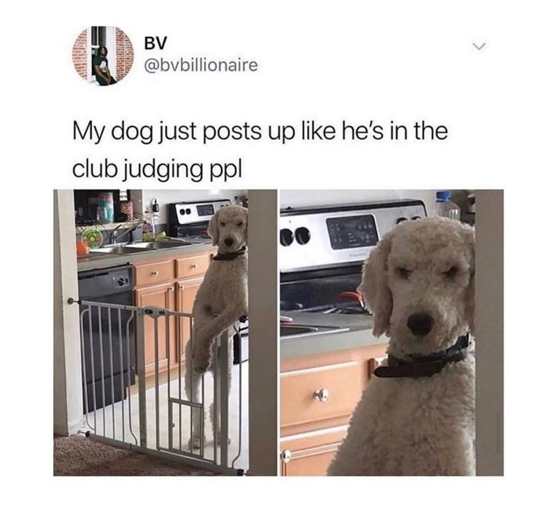 BV @bvbillionaire My dog just posts up like he's in the club judging ppl