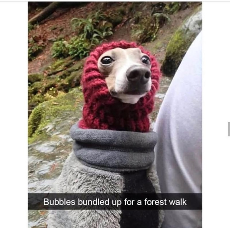 Bubbles bundled up for a forest walk