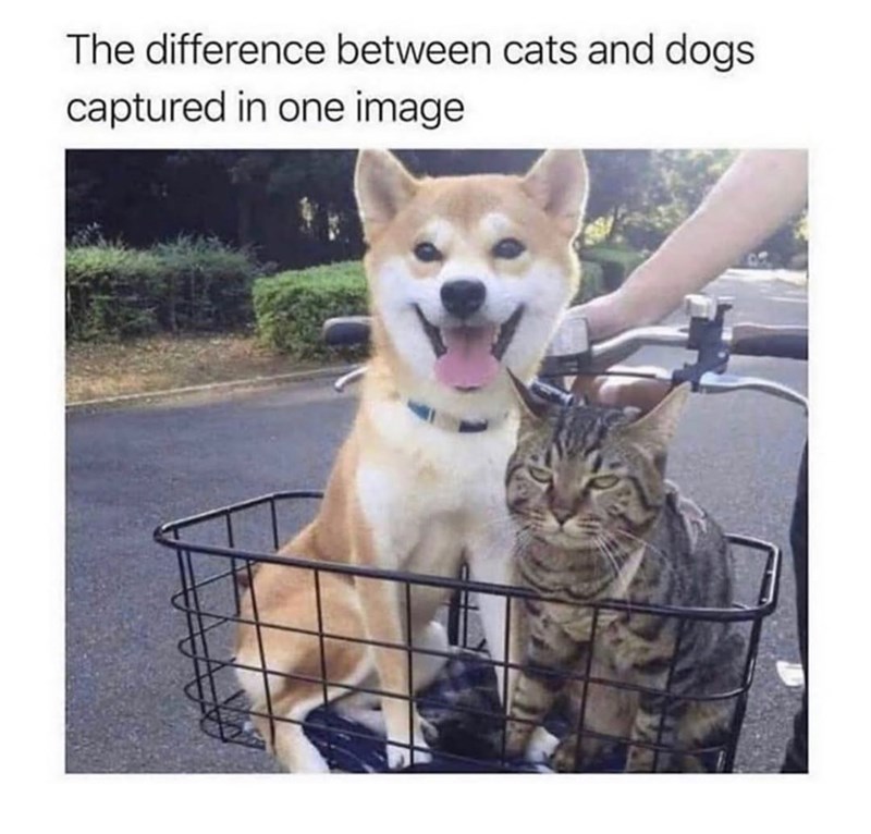The difference between cats and dogs captured in one image