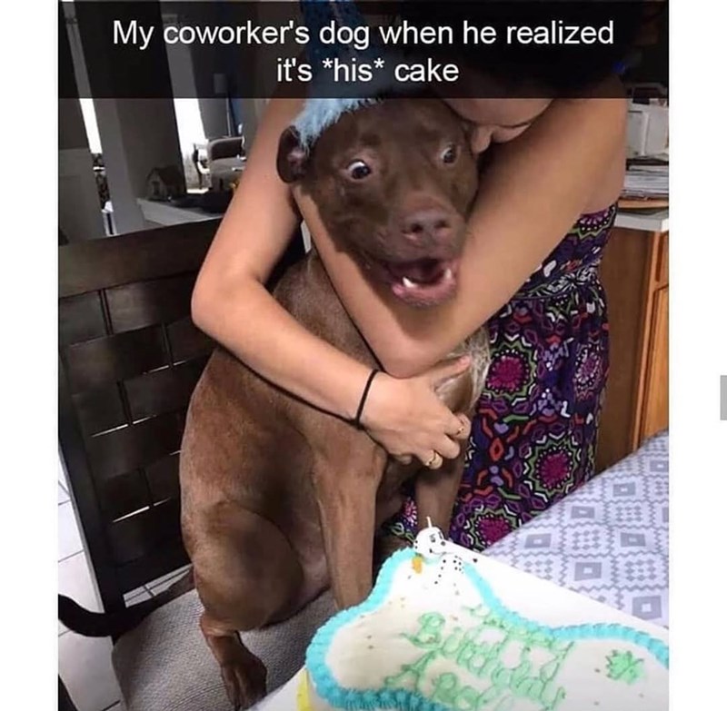 My coworker's dog when he realized it's *his cake Birth