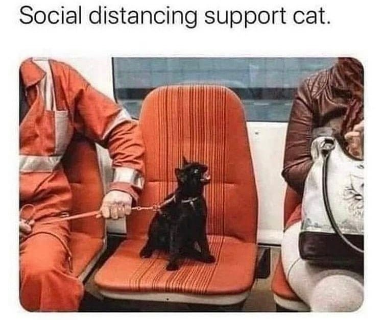 Social distancing support cat.