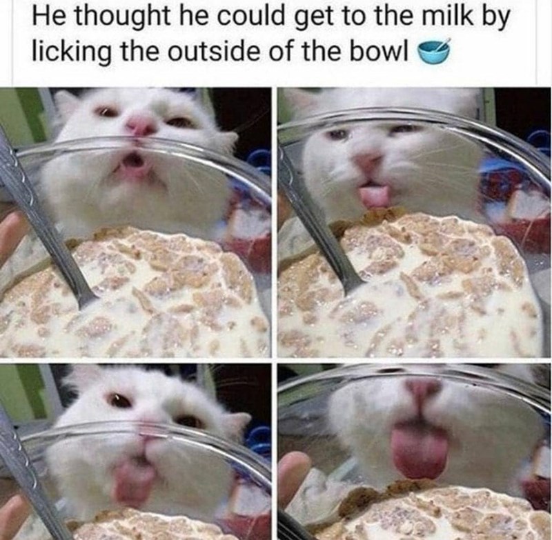 He thought he could get to the milk by licking the outside of the bowl
