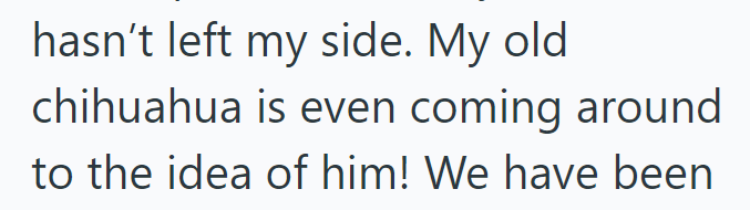 hasn't left my side. My old chihuahua is even coming around to the idea of him! We have been