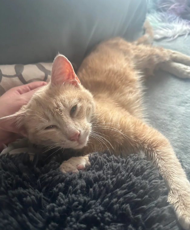 Cheezburger Image 10611470592