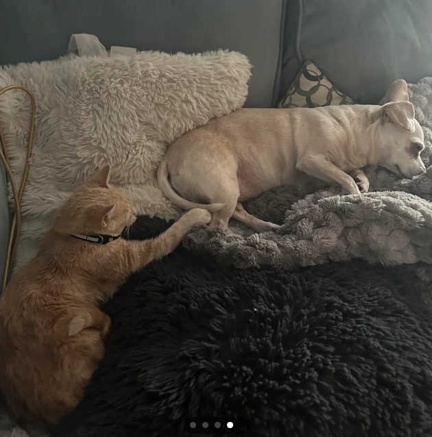 Cheezburger Image 10611471104