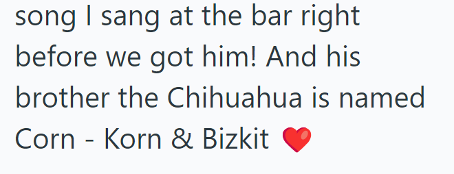 song I sang at the bar right before we got him! And his brother the Chihuahua is named Corn Korn & Bizkit -