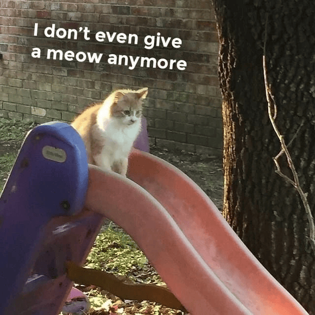 I don't even give a meow anymore