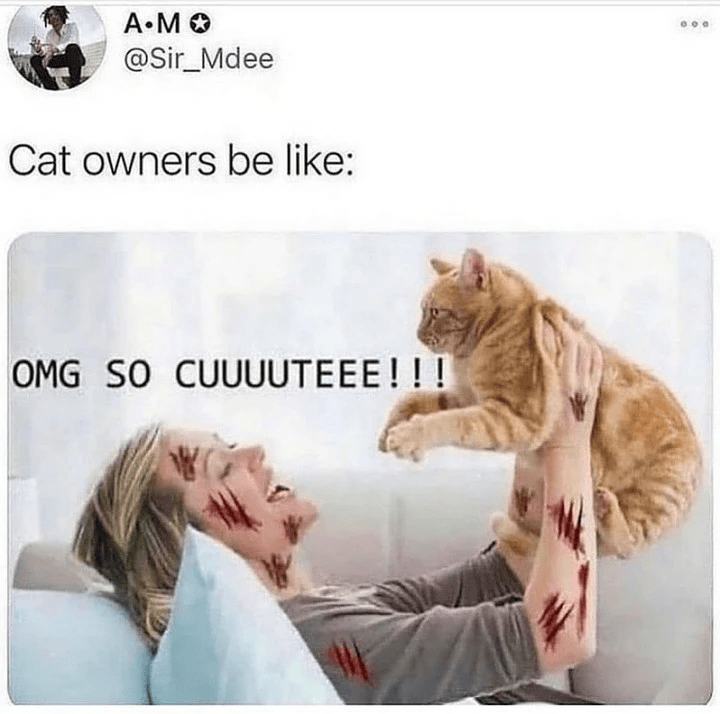 A.M @Sir_Mdee Cat owners be like: OMG SO CUUUUTEEE!!!