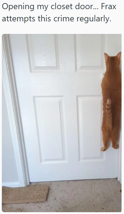 Opening my closet door... Frax attempts this crime regularly.