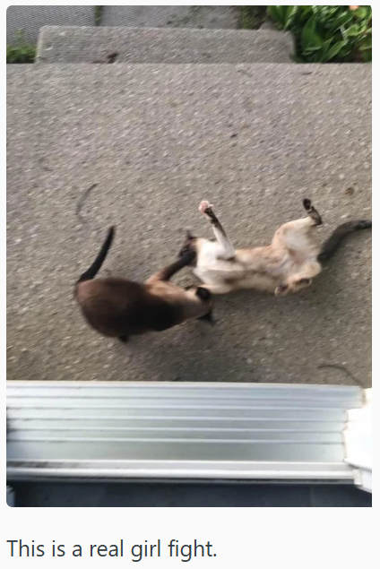 This is a real girl fight.