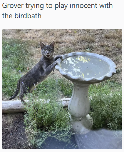 Grover trying to play innocent with the birdbath