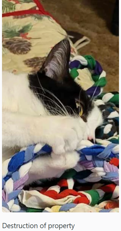 Destruction of property