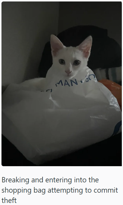 MAN Breaking and entering into the shopping bag attempting to commit theft